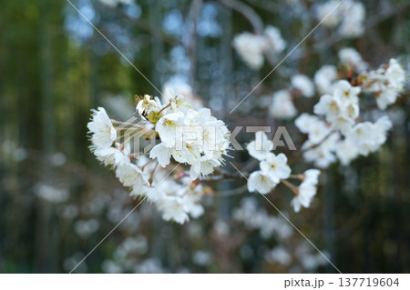 満開のサクランボの花と背景の竹林【3月】 満開のサクランボの花と背景の竹林【3月】 137719604