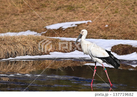 冬の田んぼで採餌するコウノトリ 冬の田んぼで採餌するコウノトリ 137719682