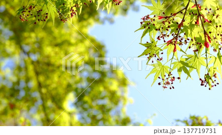 青もみじのさわやかなイメージ素材 137719731