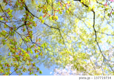 青もみじのさわやかなイメージ素材 137719734