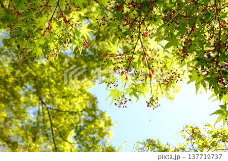 青もみじのさわやかなイメージ素材 137719737