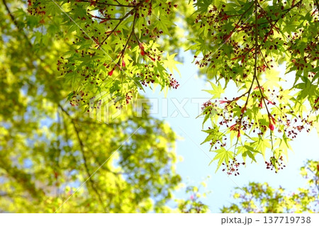 青もみじのさわやかなイメージ素材 青もみじのさわやかなイメージ素材 137719738