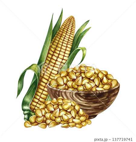Corn kernels in a wooden bowl and a corn cob. Hand-drawn watercolor illustration. Perfect for labels and packaging, as well as menus, banners, posters, and more. 137719741