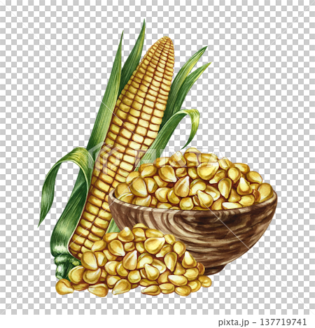 Corn kernels in a wooden bowl and a corn cob. Hand-drawn watercolor illustration. Perfect for labels and packaging, as well as menus, banners, posters, and more. 137719741