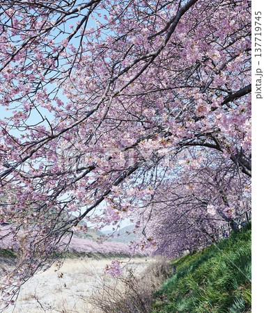 南の早い咲く河津桜の風景 南の早い咲く河津桜の風景 137719745