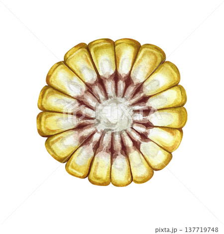 Corn cob in section. Hand-drawn watercolor illustration. Piece of corn cob. Perfect for labels and packaging, as well as menus, banners, posters, and more. 137719748