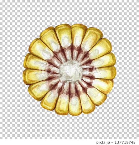 Corn cob in section. Hand-drawn watercolor illustration. Piece of corn cob. Perfect for labels and packaging, as well as menus, banners, posters, and more. 137719748