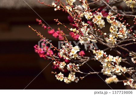 春の花 梅 春の花 梅 137719806