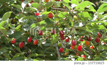 ナツグミの実 137719825