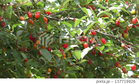 ナツグミの実 137719826