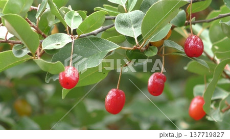 ナツグミの実 137719827