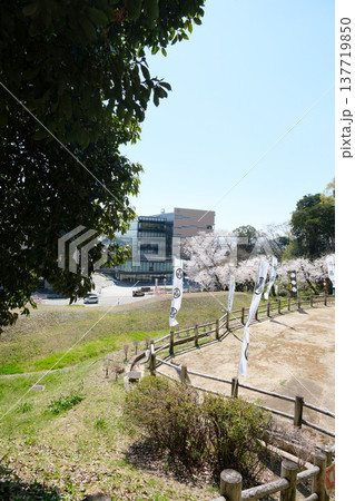 愛知県小牧市_小牧山城跡の桜16_2025年4月 137719850