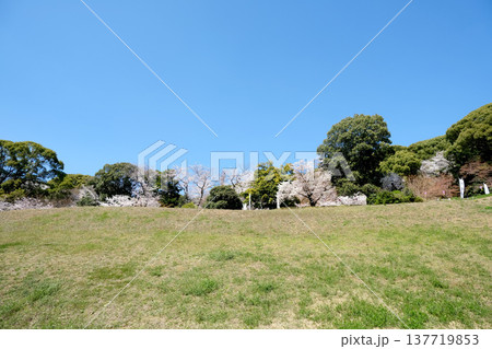 愛知県小牧市_小牧山城跡の桜19_2025年4月 137719853