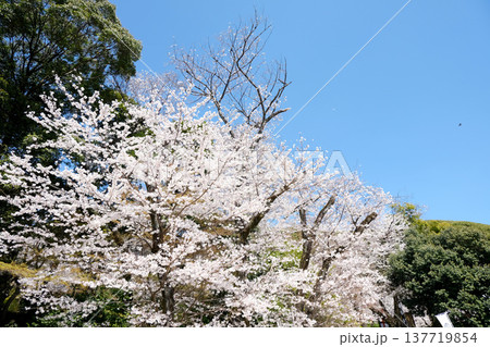 愛知県小牧市_小牧山城跡の桜20_2025年4月 愛知県小牧市_小牧山城跡の桜20_2025年4月 137719854