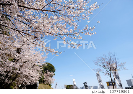 愛知県小牧市_小牧山城跡の桜27_2025年4月 137719861