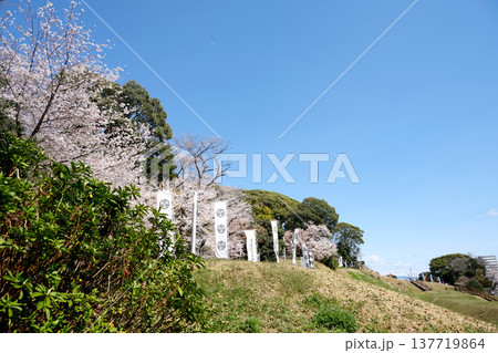 愛知県小牧市_小牧山城跡の桜30_2025年4月 愛知県小牧市_小牧山城跡の桜30_2025年4月 137719864