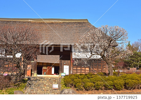 春の花 梅と古民家のコラボ 春の花 梅と古民家のコラボ 137719925