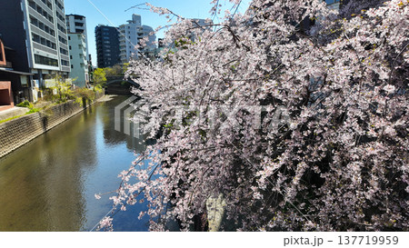 坪井川沿いに咲く桜 137719959
