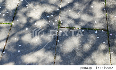 石橋に落ちた桜の花びら 石橋に落ちた桜の花びら 137719962
