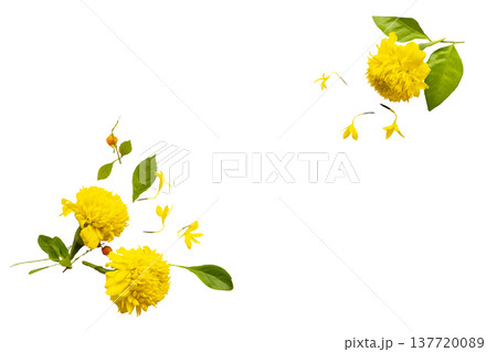 yellow flowers marigold local flora of asia arrangement flat lay postcard style  137720089