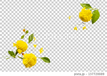 yellow flowers marigold local flora of asia arrangement flat lay postcard style  137720089