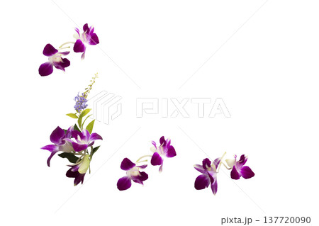 purple flowers orchids arrangement flat lay postcard style  137720090