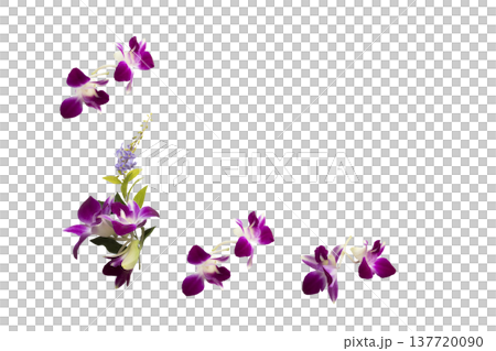 purple flowers orchids arrangement flat lay postcard style  137720090