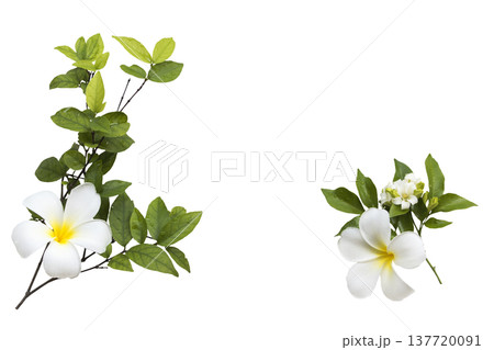 white flowers frangipani and leaf local flora arrangement flat lay postcard style white flowers frangipani and leaf local flora arrangement flat lay postcard style 137720091