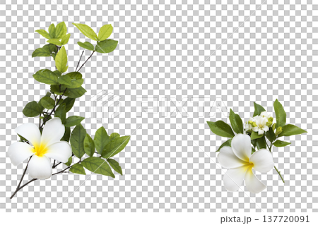 white flowers frangipani and leaf local flora arrangement flat lay postcard style white flowers frangipani and leaf local flora arrangement flat lay postcard style 137720091