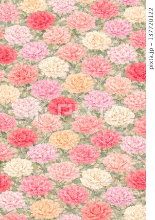 壁紙　花　カーネーション 137720122