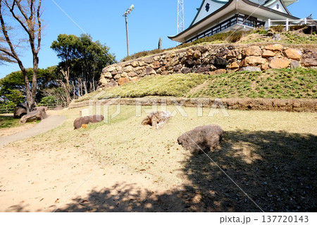 愛知県小牧市_小牧山城跡7_2025年4月 137720143
