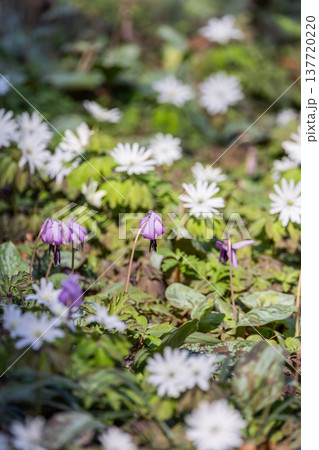 栃木県佐野市の万葉自然公園かたくりの里に咲くカタクリ 栃木県佐野市の万葉自然公園かたくりの里に咲くカタクリ 137720220
