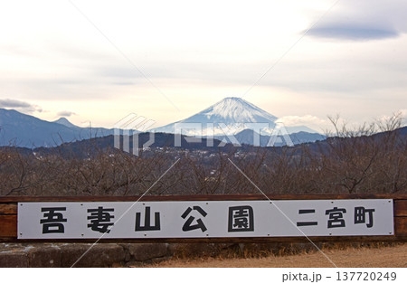 菜の花と富士山 神奈川県 吾妻山公園 菜の花と富士山 神奈川県 吾妻山公園 137720249