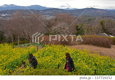 菜の花と富士山 神奈川県 吾妻山公園 菜の花と富士山 神奈川県 吾妻山公園 137720252