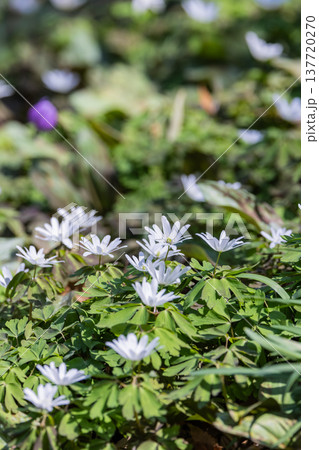 栃木県佐野市の万葉自然公園かたくりの里に咲くカタクリ 137720270
