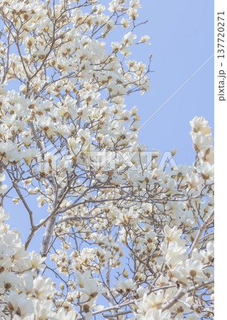白いコブシの花 137720271