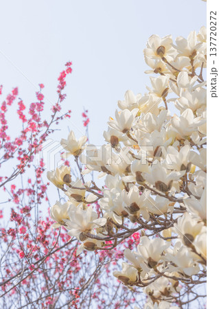 白いコブシの花 137720272