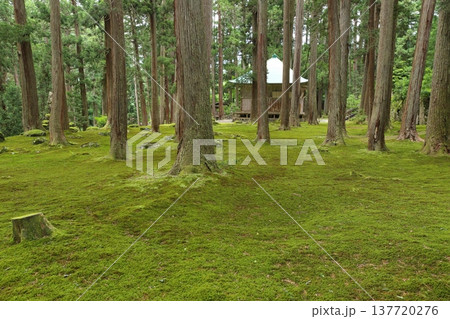 白山平泉寺 拝殿前の苔エリア 白山平泉寺 拝殿前の苔エリア 137720276