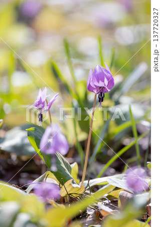 栃木県佐野市の万葉自然公園かたくりの里に咲くカタクリ 137720327