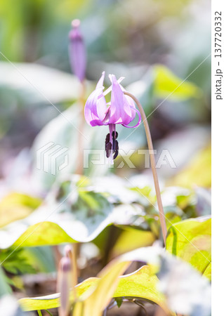 栃木県佐野市の万葉自然公園かたくりの里に咲くカタクリ 栃木県佐野市の万葉自然公園かたくりの里に咲くカタクリ 137720332