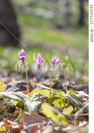 栃木県佐野市の万葉自然公園かたくりの里に咲くカタクリ 137720333