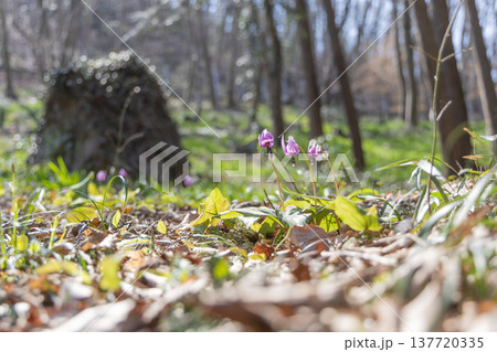 栃木県佐野市の万葉自然公園かたくりの里に咲くカタクリ 137720335