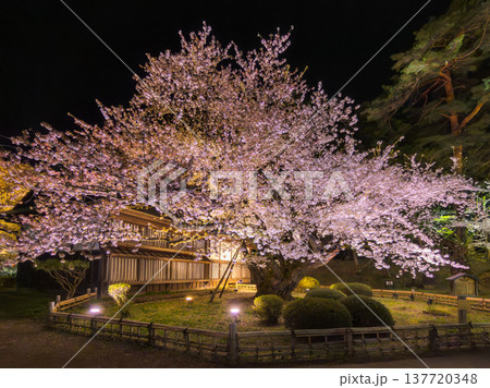 伝統的な木造建物を背景に暗闇に浮かび上がる満開の桜の古木の夜景 (青森県、弘前) 伝統的な木造建物を背景に暗闇に浮かび上がる満開の桜の古木の夜景 (青森県、弘前) 137720348
