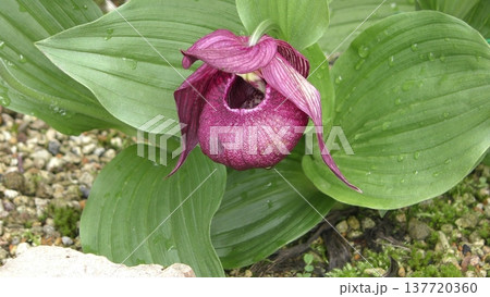 アツモリソウの花 137720360