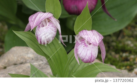 アツモリソウの花 アツモリソウの花 137720362