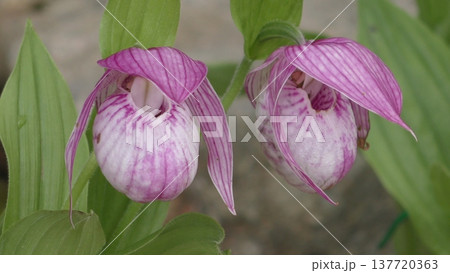 アツモリソウの花 アツモリソウの花 137720363