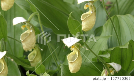 キバナノアツモリソウの花 137720365