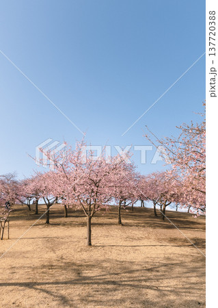 青空の下で咲く桜並木 春の丘の公園風景 137720388