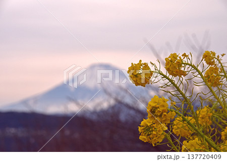 菜の花と富士山 神奈川県 吾妻山公園 菜の花と富士山 神奈川県 吾妻山公園 137720409