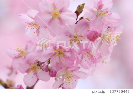 ピンクに染まる愛らしい桜 ピンクに染まる愛らしい桜 137720442
